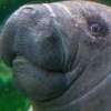Manatee